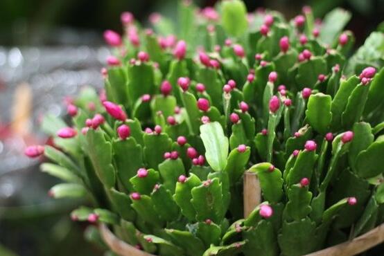 蟹爪兰冬天能开花吗，冬季做好六点养护措施便可花开爆盆