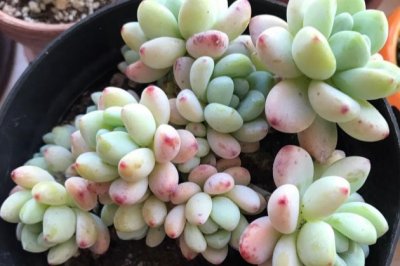 罗琦多肉怎么养？多肉植物罗琦的养殖方法和注意事项