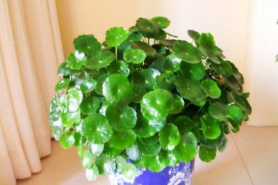 铜钱草冬天怎么养？铜钱草冬季的养殖方法和注意事项