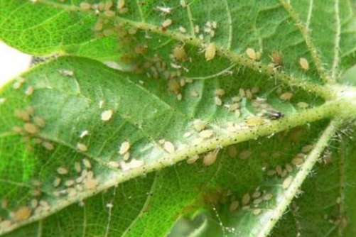 室内的蚜虫是从哪来的，教你一招杀除蚜虫