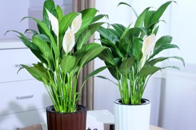 土培白掌怎么养？白掌的养殖方法和注意事项