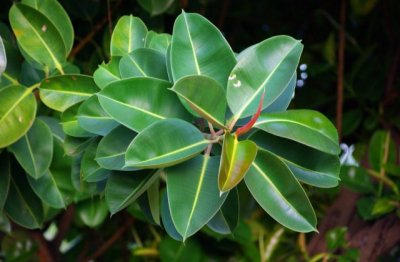 橡皮树怎么养最好