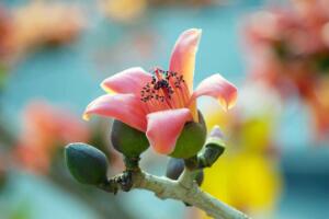 木棉花花语是什么，珍惜身边的快乐和幸福