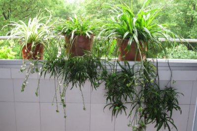 可以吊起来养的植物，一不小心就长出瀑布！