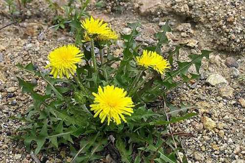 多裂蒲公英种植前景，多裂蒲公英药效好而且价格也不菲