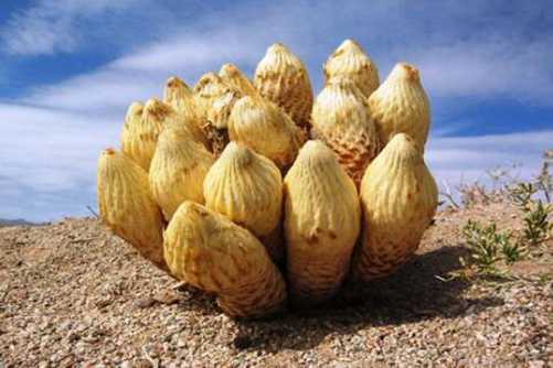 沙漠人参泡水喝的功效，沙漠人参益气补肾 价格还不便宜