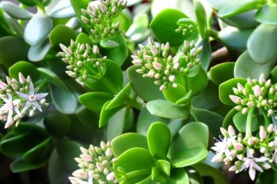 玉树夏天怎么养？夏季玉树的养殖方法和注意事项