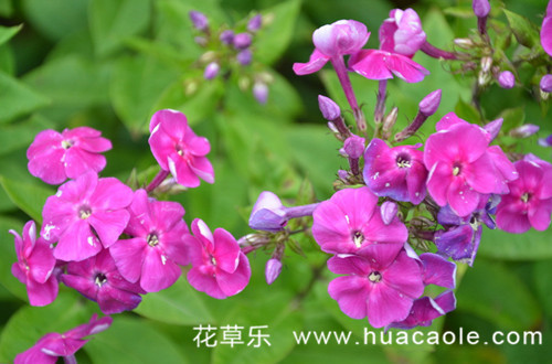 狮子座守护花美女樱的花语是什么