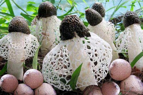 竹荪的做法 竹荪的价格这么贵，原来是这个原因