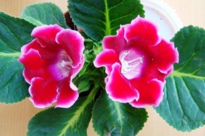 大岩桐怎么养？冬季大岩桐的养殖方法和注意事项