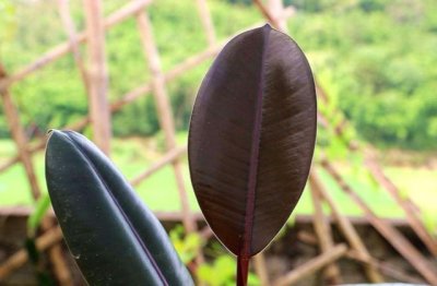 橡皮树怎么养家庭养法