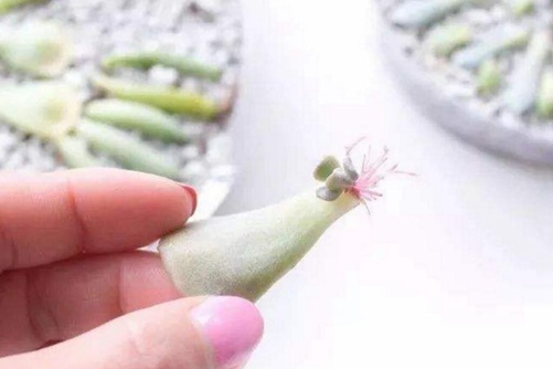 多肉叶片快速生根 学会这1招，7天长出白花花根系