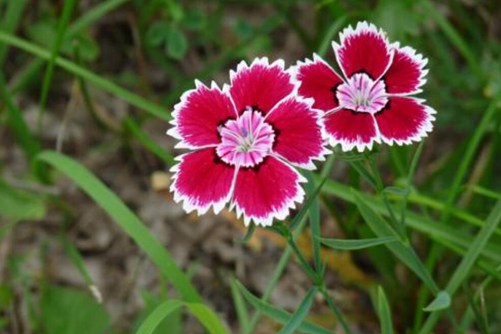 石竹花图片，高清石竹花图片大全