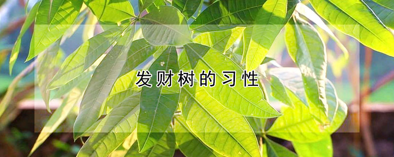 发财树的习性