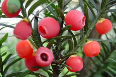 红豆杉夏天怎么养？红豆杉夏季的养殖方法和注意事项