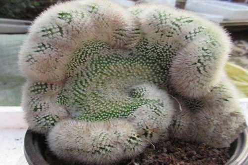 小町多肉介绍，小町多肉 仙人掌科“颜值王”