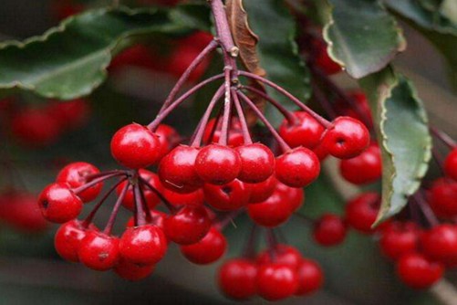 紫金牛价格多少钱一棵，红色的紫金牛果实能吃吗