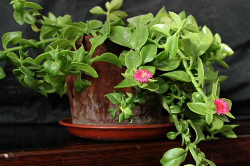 穿心莲种植方法，穿心莲这样养观赏食用两不误