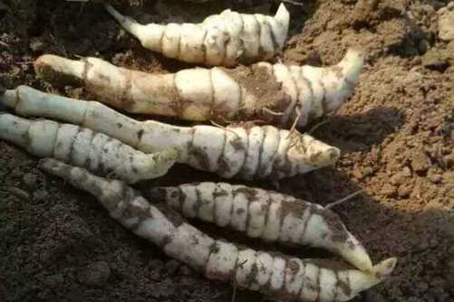 地笋的功效与作用，地笋堪比冬虫夏草，价格还实惠