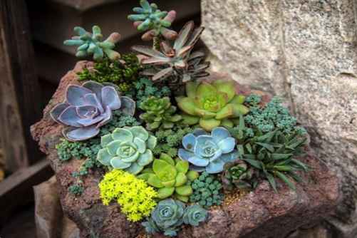多肉植物拼盘，自己DIY做出不一样的多肉拼盘