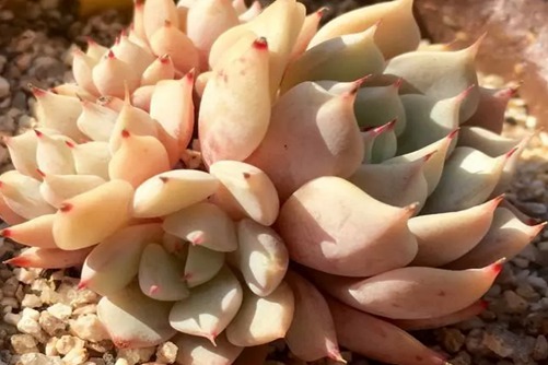 野蔷薇精灵多肉的养殖方法，又一个坠落凡间的小精灵