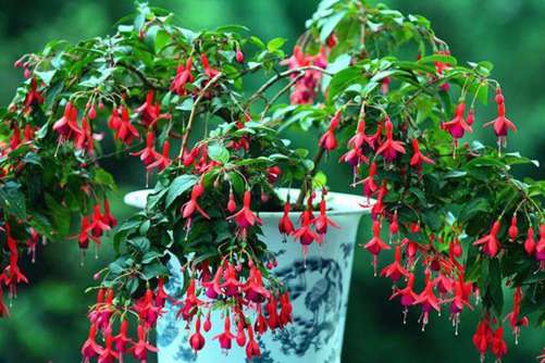 倒挂金钟能养几年