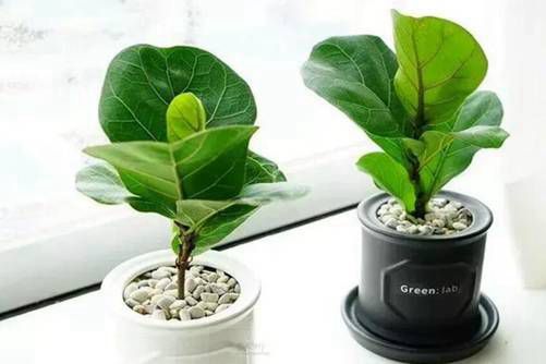 琴叶榕图片，琴叶榕 国民网红