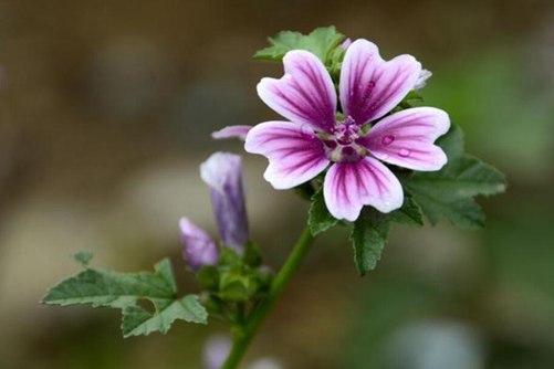 锦葵花的养殖方法，繁花似锦的锦葵花养殖非常简单快来看看