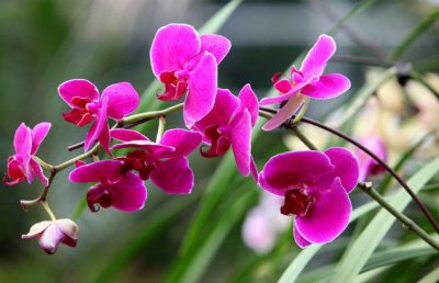 蝴蝶兰的养殖方法和注意事项：蝴蝶兰叶子发黄变软花期不开花怎么办？