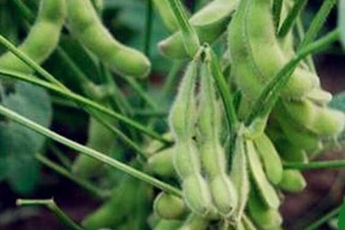 黄豆图片，捋青捣软饥肠，问言豆叶几时黄