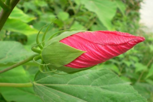 大花秋葵的养殖方法，大花秋葵 你见过了吗