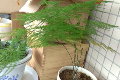 文竹怎么养才能更旺盛