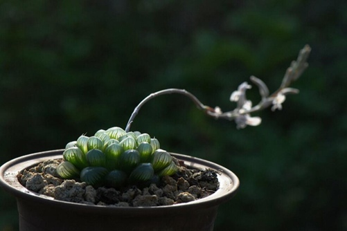 怎么养玉露，最受欢迎的玉露品种你家养了吗？