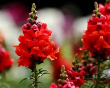 花语大全：金鱼草花语及代表意义