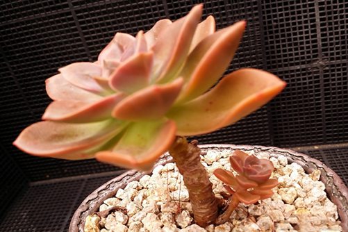 多肉巧克力方砖怎么养? 多肉巧克力方砖图片欣赏