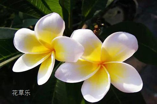 中国十大凄美之花花语及传说:双生花花语和传说