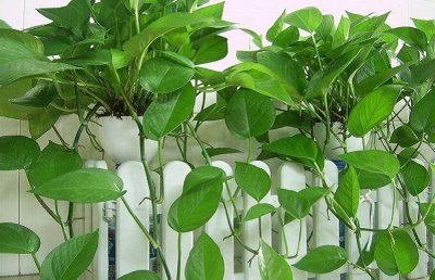 绿萝怎么养？绿萝养殖的注意事项以及13个常见问题