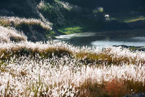 随风起，依水生..芦苇的花语