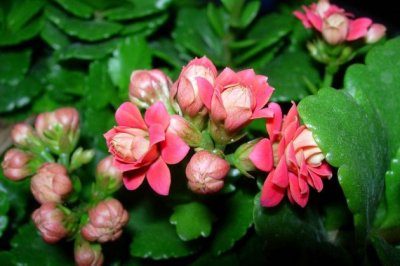 养花小技巧，枝繁叶茂，消灭小黑飞，就是这么简单！