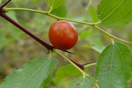 山枣的食用方法和营养价值，这样吃山枣更加美味