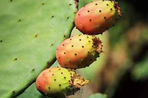 仙人掌果的功效与作用，仙人掌果 不是所有人都适合吃