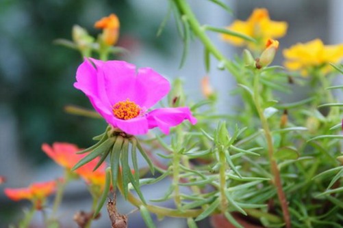 午时花的特点，午时花的功效与作用