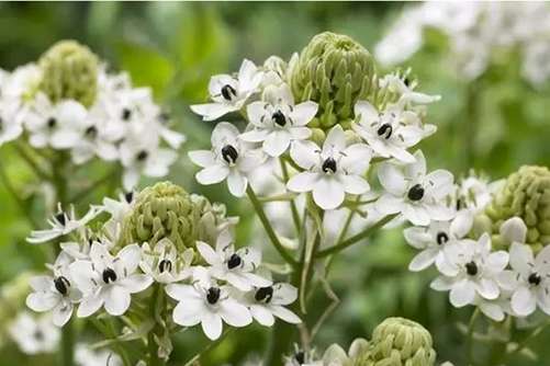 伯利恒之星花你听说过吗？伯利恒之星花 见到它的俗名你就明白了