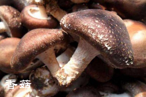 花菇和香菇的区别，读完这3点你就明白了