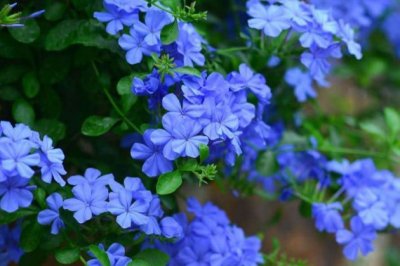 不怕水的植物有哪些？夏天就养这些花，怎么浇水都不怕！