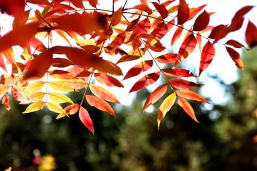 黄连木是什么树？黄连不输枫叶红