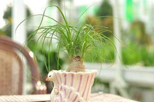 酒瓶兰有几种？看看你家酒瓶兰是哪种