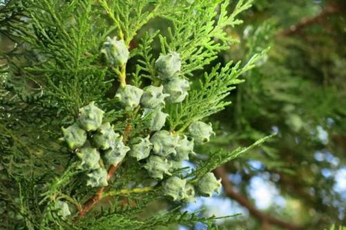 柏树果的功效 小时候丢这玩的柏树果,原来还有这么多功效