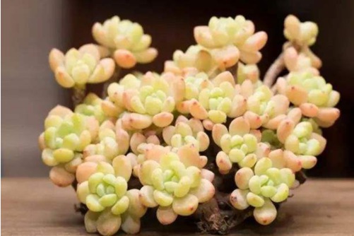 多肉植物怎么换盆？多肉植物换盆的诀窍我来告诉你