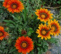 有一种花名叫勋章花我猜她的花语你一定不知道